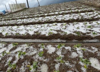 仁愛鄉冰雹農災嚴重 許縣長促中央從優救助