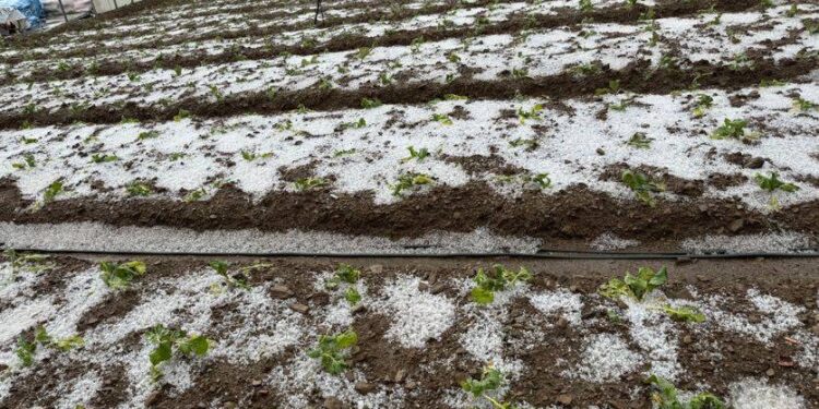 仁愛鄉冰雹農災嚴重 許縣長促中央從優救助 仁愛鄉冰雹農災嚴重 許縣長促中央從優救助