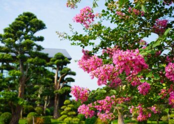 傳藝體驗一日遊   端午節成美文化園百年古井  首度發放招財午時水