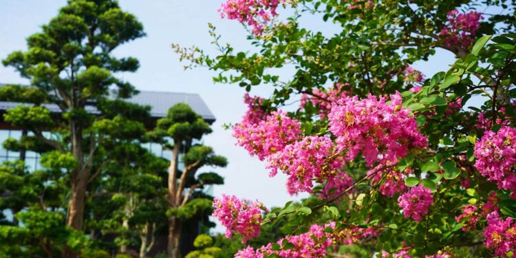 傳藝體驗一日遊 端午節成美文化園百年古井 首度發放招財午時水 傳藝體驗一日遊 端午節成美文化園百年古井 首度發放招財午時水