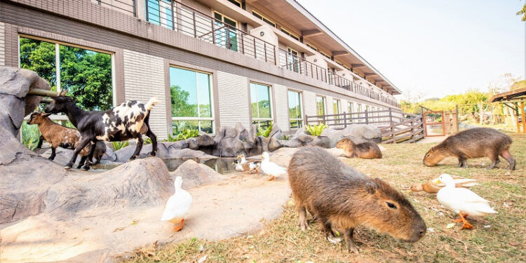 六福水樂園穿搭攻略一次看 比基尼、露臍裝消暑又享優惠價