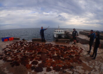 國家公園突棘行動  東沙環礁清除千隻棘冠海星