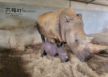 六福村犀牛家族再添新血 母犀牛桃太郎 兩分鐘順產超萌小犀牛