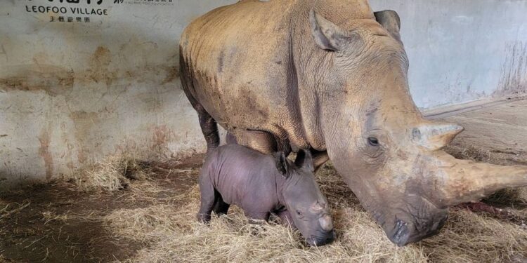 六福村犀牛家族再添新血 母犀牛桃太郎 兩分鐘順產超萌小犀牛 六福村犀牛家族再添新血 母犀牛桃太郎 兩分鐘順產超萌小犀牛