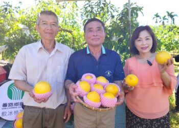 番路黃金果第一批收成　夏日吃法暢快香甜