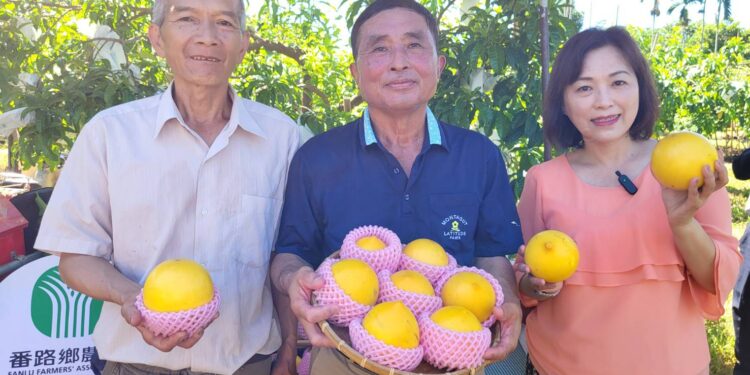 番路黃金果第一批收成 夏日吃法暢快香甜 番路黃金果第一批收成 夏日吃法暢快香甜