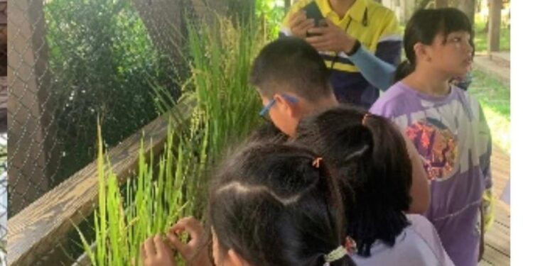 知卡宣戲水精彩活動不間斷 花蓮縣政府辦理知卡宣愛稻花蓮玩樂趣食農體驗