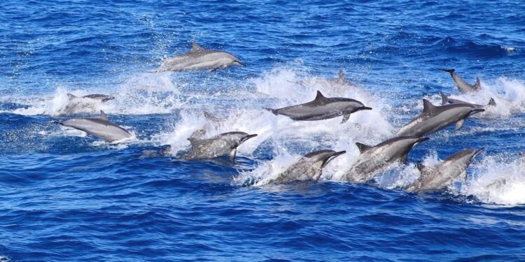 2024花蓮亮點專車 每人只要850元 花蓮美景任你挑