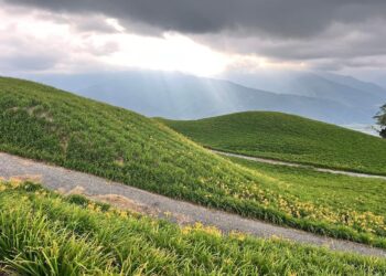 六十石山金針花已經開囉 —花季於8月10日起正式展開「忘憂大地感謝祭」