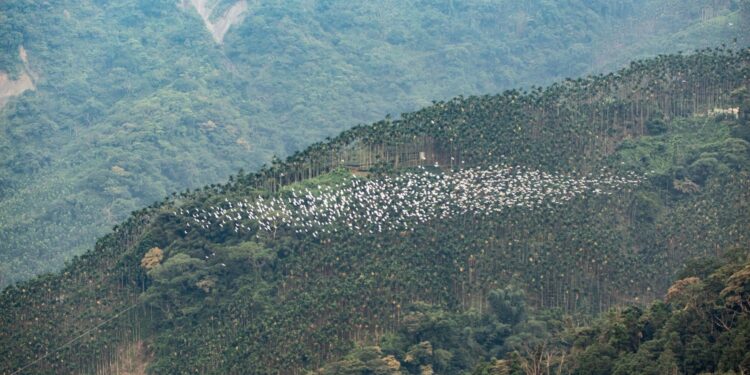 梅山鄉迎黃頭鷺遷徙季 9月7日產業市集揭幕迎賓 梅山鄉迎黃頭鷺遷徙季 9月7日產業市集揭幕迎賓
