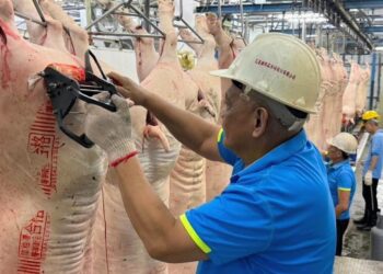 深化肉品拍賣交易與升級冷鏈系統 花蓮縣農產運銷股份有限公司努力提升豬肉品質
