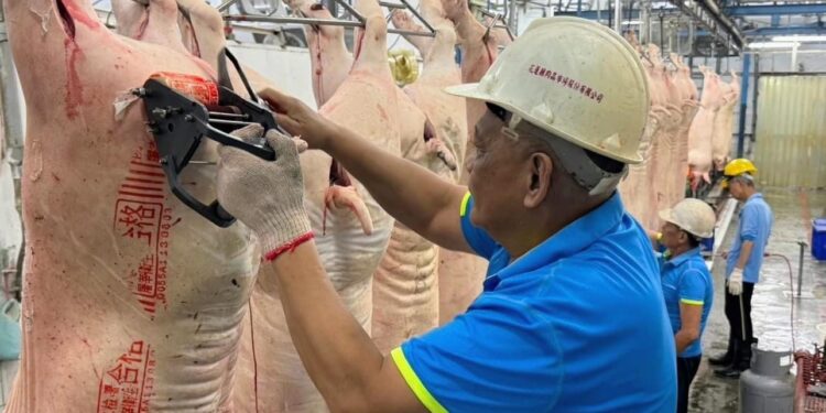 深化肉品拍賣交易與升級冷鏈系統 花蓮縣農產運銷股份有限公司努力提升豬肉品質 深化肉品拍賣交易與升級冷鏈系統 花蓮縣農產運銷股份有限公司努力提升豬肉品質