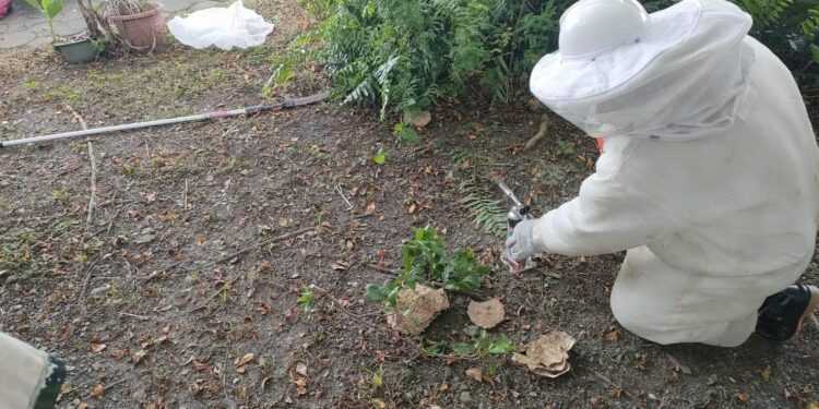 發生虎頭蜂螫人致死案件 消防局呼籲民眾提高警覺 發生虎頭蜂螫人致死案件 消防局呼籲民眾提高警覺