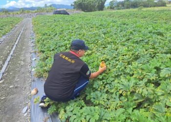 花蓮縣政府爭取農業部第3次公告凱米颱風現金救助 鳳林鎮冬瓜、南瓜、芋、玉里鎮水平棚架網室-塑膠布(網)納入救助品項 受理期8/6至8/15止