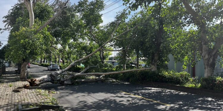 約10米高樹木突倒塌阻路   烏日警偕同里長、里民緊急排除交通危險