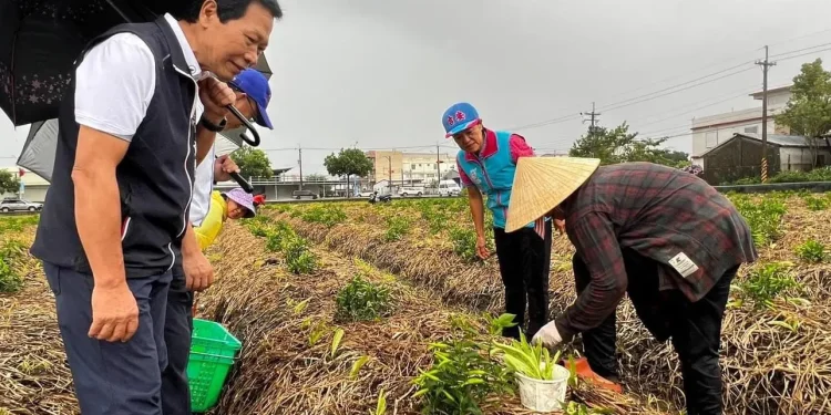吉安鄉防範風災偕農民研擬防颱 游淑貞、張德奇走入田間關心現況