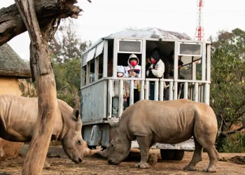 全台最夯跨年體驗 與非洲白犀牛群迎接2025元旦日出  全新永續生態冬令營