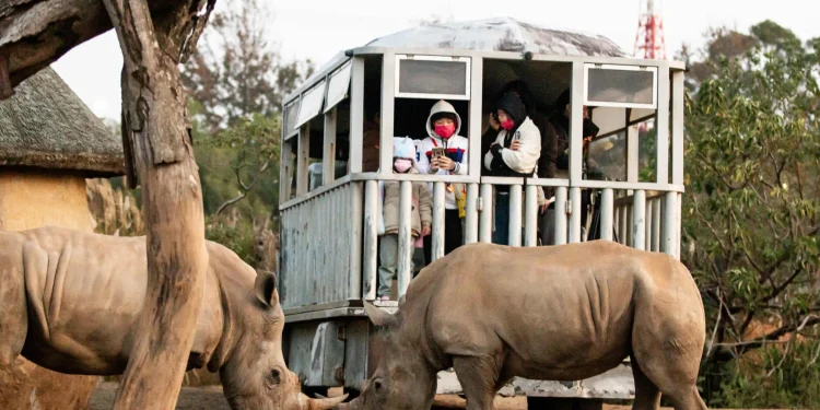 全台最夯跨年體驗 與非洲白犀牛群迎接2025元旦日出 全新永續生態冬令營 全台最夯跨年體驗 與非洲白犀牛群迎接2025元旦日出 全新永續生態冬令營