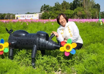 民雄景觀花海專區大波斯菊盛開　如詩如畫成打卡熱點